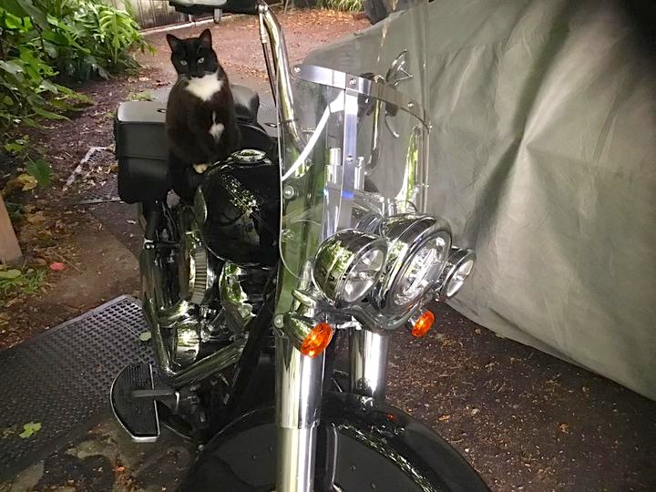 Harley
              heritage 2022 cat