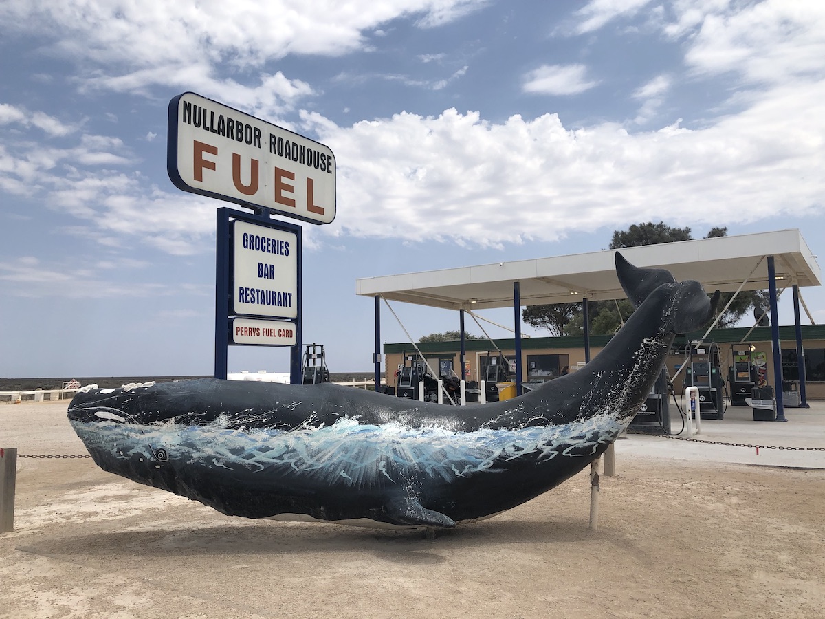 nullabor whale