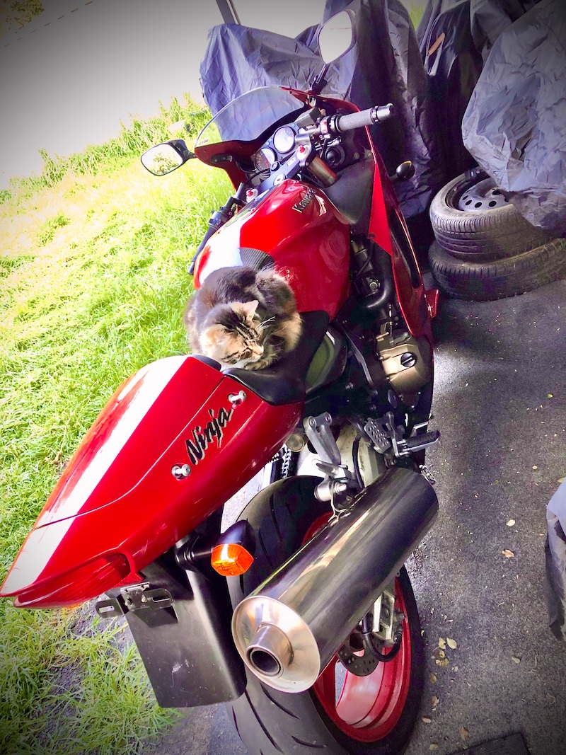 kawasaki zx-12r ninja cat